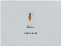 藏品(燈蛾29)的圖片